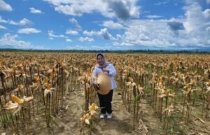 20230712 direktur pembiayaan pertanian indah megahwati meninjau ladang jagung di keerom papua