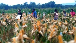 potret panen jagung di food estate papua 2_169