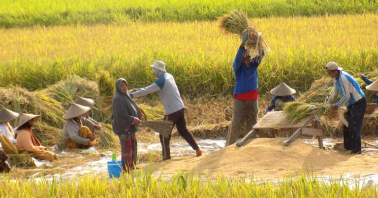 bulog-sukses-serap-gabah-petani-725000-ton-setara-beras-tertinggi-dalam-10-tahun-terakhir_zwE5jIAM6V