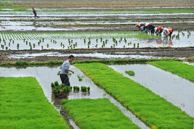 unidentified-chinese-farmers-work-hard-rice-field-dali-china-may-may-dali-china-many-main-source-31161320