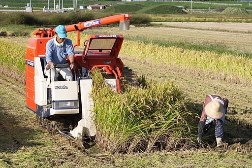 japan-rice-harvest-5948e6d916ce710cbd169942