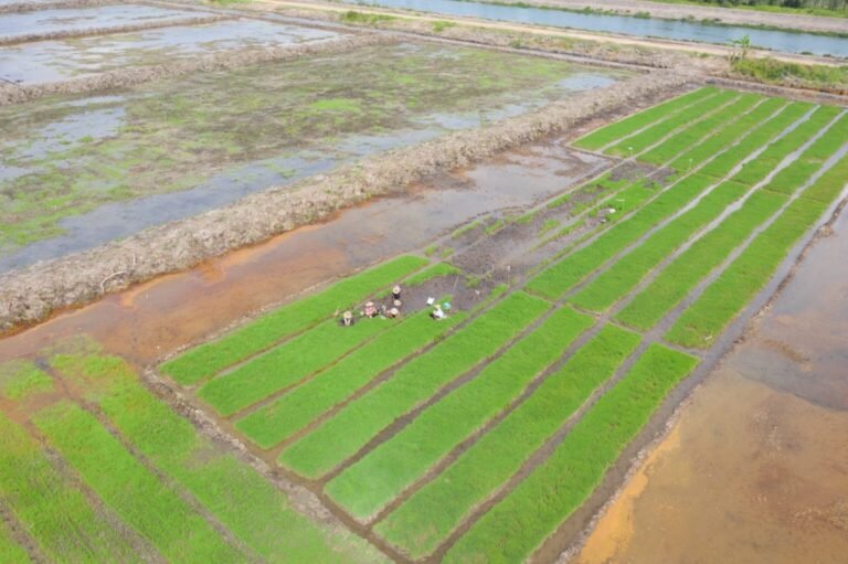Pemerintah-Luncurkan-Program-Cetak-Sawah-untuk-Perkuat-Ketahanan-Pangan-1536x1022