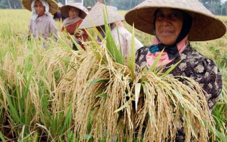 petani-panen-910x570