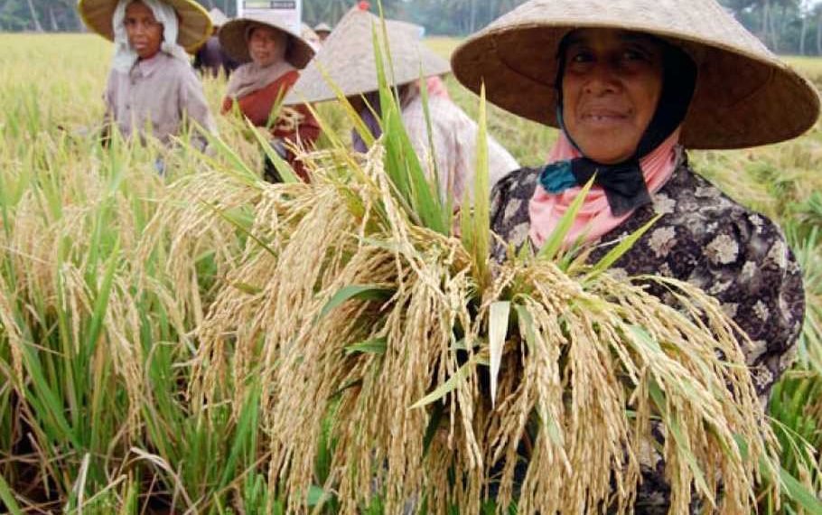 petani-panen-910x570