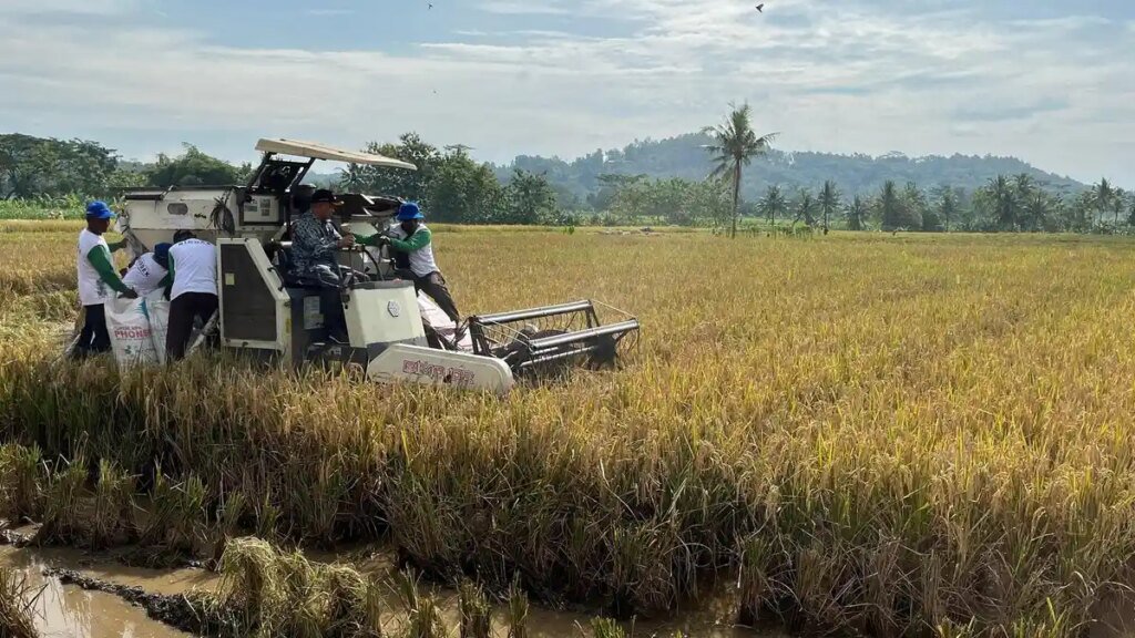 07012026-panen-padi-banyumas