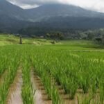 IMG-20260309-WA0023-e1773170763743