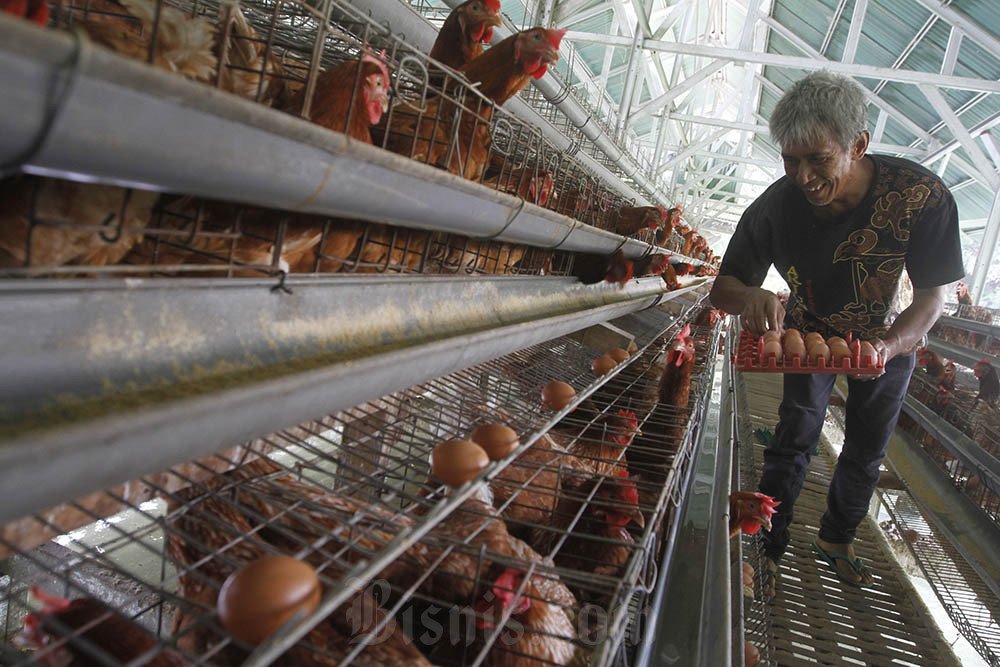 06092020-hil-bisnis-21-ayam_telor_9_1708449919
