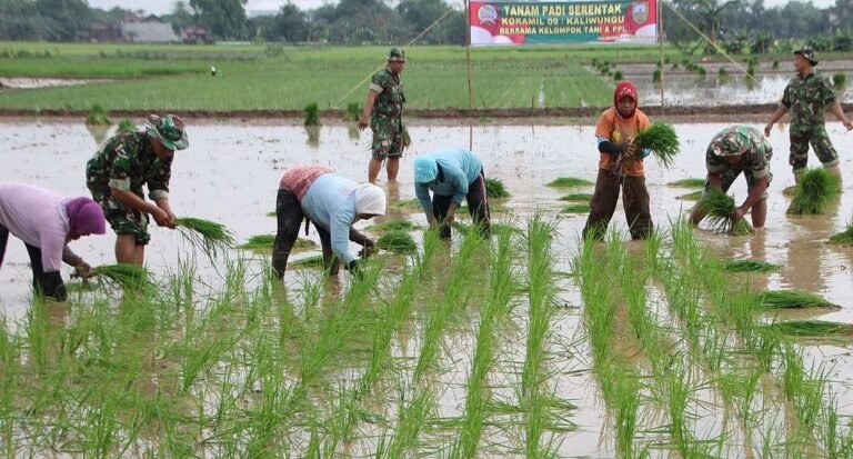 Gerakan-Tanam-Padi-Serentak-Kodim-0722-Kudus-1024x551