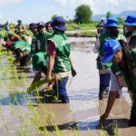 Gerakan-Tanam-Serentak-Nasional-di-Lahan-Cetak-Sawah-Rakyat-CSR-Desa-Manusak-Kabupaten-Kupang-Timur-NTT-4-3940490769