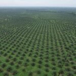 laba-ptpn-tembus-rp-123-triliun-di-april-2025-naik-3165-persen_267559