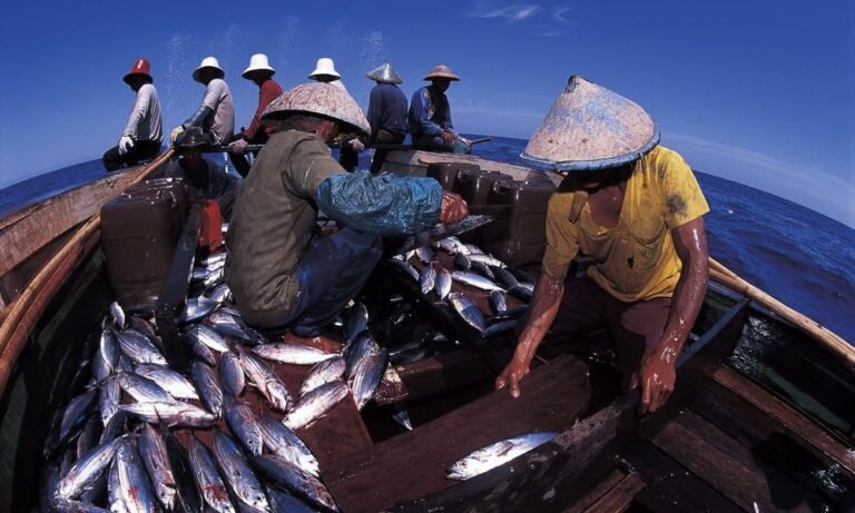 large-gpn106402-fishermen-sorting-tuna-c-jurgen-freund-wwf-canon-36d892269788c5100e1be7dd77