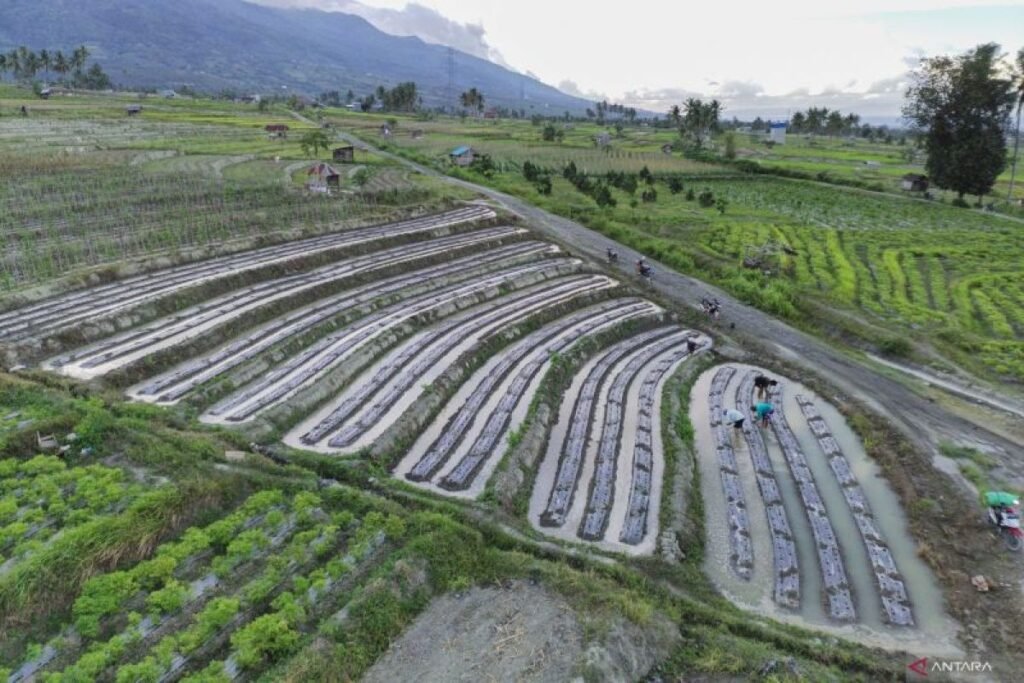 Diversfikasi-tanaman-pertanian-di-Sigi-180425-bmz-1